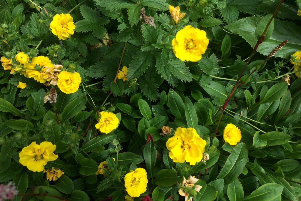 Potentilla atrosanguinea 'Yellow Queen'
